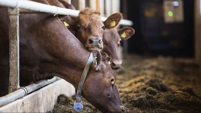 Svenska lantbrukare riskerar enligt LRF att gå miste om en halv miljard per år i ersättning från EU, under tre års tid. Arkivbild. Foto: FREDRIK SANDBERG/TT