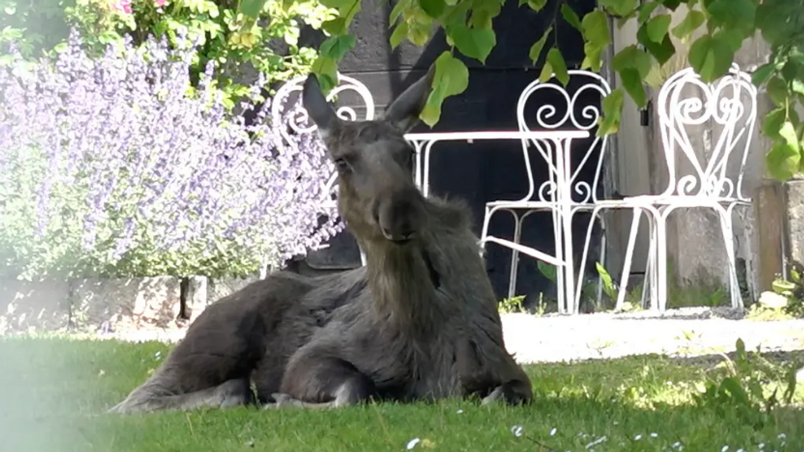 Genrebild. En älg som syntes på Södermalm i Stockholm 2022. Foto: Marko Säävälä/TT