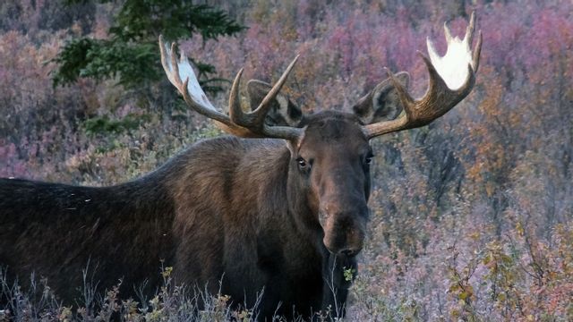 Foto: Becky Bohrer/TT.