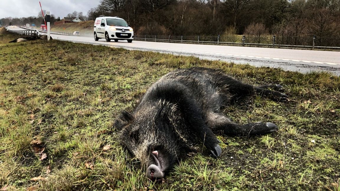 Den stora stammen av vildsvin har länge varit en plåga för trafiken. Foto: ADAM IHSE / TT 