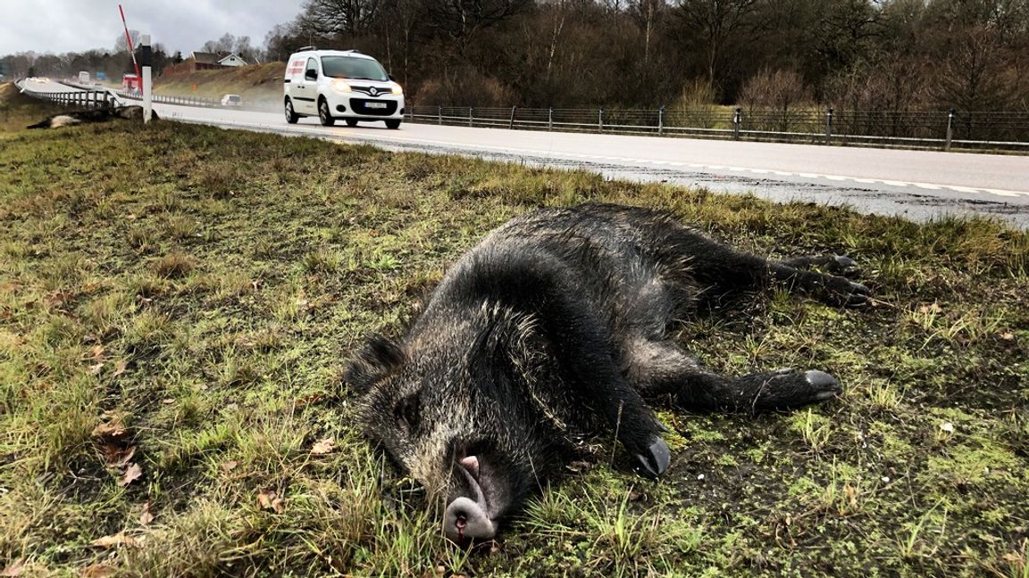 Den stora stammen av vildsvin har länge varit en plåga för trafiken. Foto: ADAM IHSE / TT
