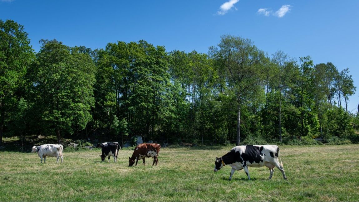 Djurens verklighet är sällan så här idyllisk. Foto: Anna Hållams /TT