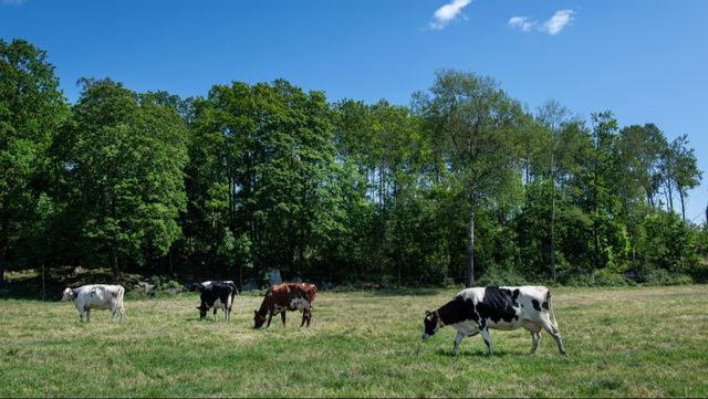 Djurens verklighet är sällan så här idyllisk. Foto: Anna Hållams /TT