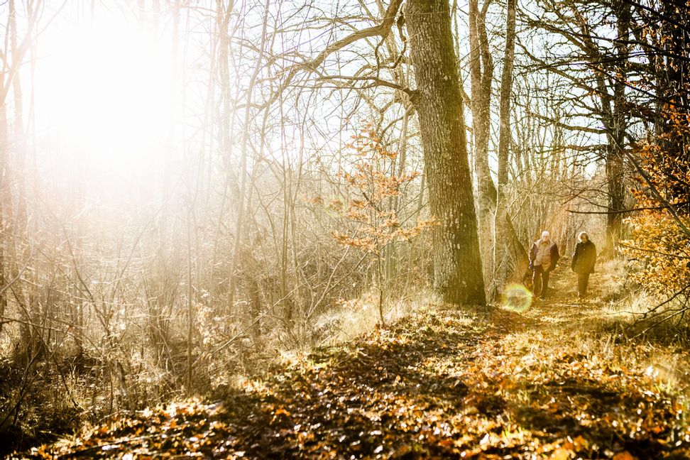 Idag, på årets mörkaste dag, kan det bli sol över i stort sett hela Sverige. Arkivbild. Robin Haldert/ TT