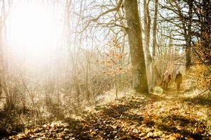 Idag, på årets mörkaste dag, kan det bli sol över i stort sett hela Sverige. Arkivbild. Robin Haldert/ TT