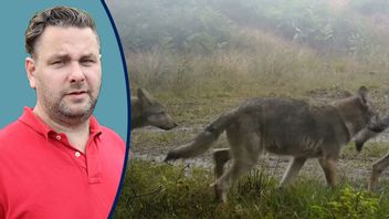 Vargstammen ökar snabbt. Foto: Länsstyrelsen/TT