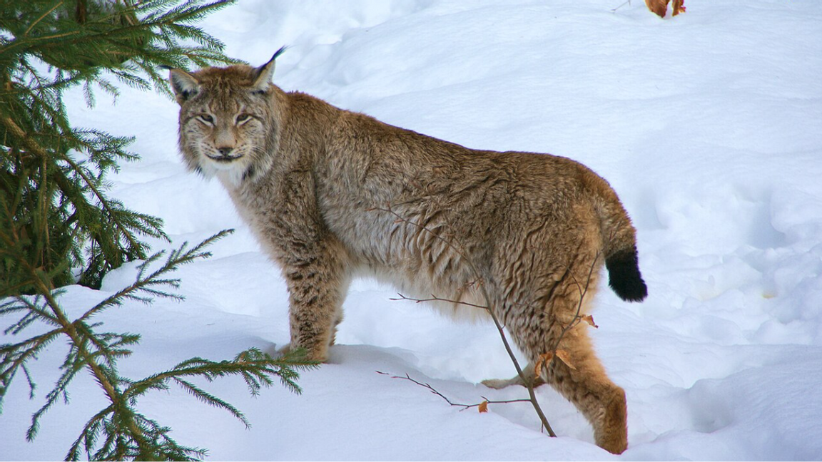 Meningslöst dödande snarare än ansvarsfull förvaltning. Foto: Aconcagua, CC BY-SA 3.0, via Wikimedia Commons