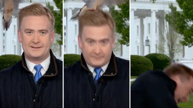 En fågel landade på Peter Doocy i direktsändning. Foto: Fox News