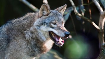 Foto: Jonas Ekströmer, TT.