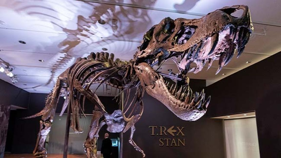 T-rex hade en känslig käke visar det sig. Foto: AP/Mary Altaffer