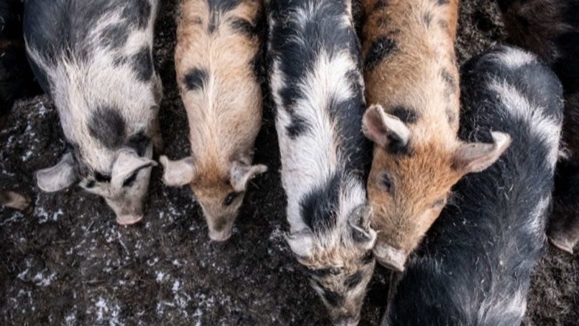 Arkivbild. Foto: Magnus Hjalmarson Neideman/SvD/TT.