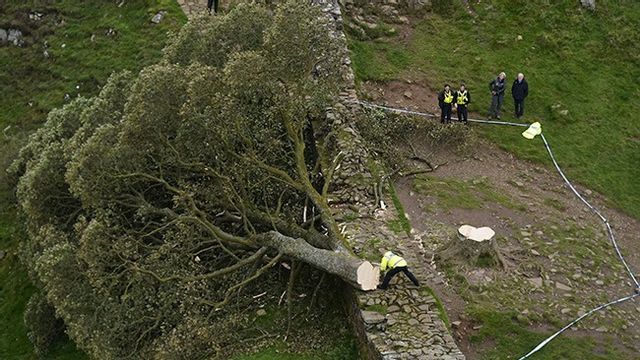”Robin Hood-trädet” Sycamore Gap hittades nedsågat på torsdagen. Foto: Owen Humphreys/AP/TT