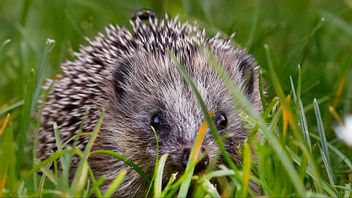 Igelkottar är skyddade djur i Sverige. Genrebild. Foto: Michael Probst/AP