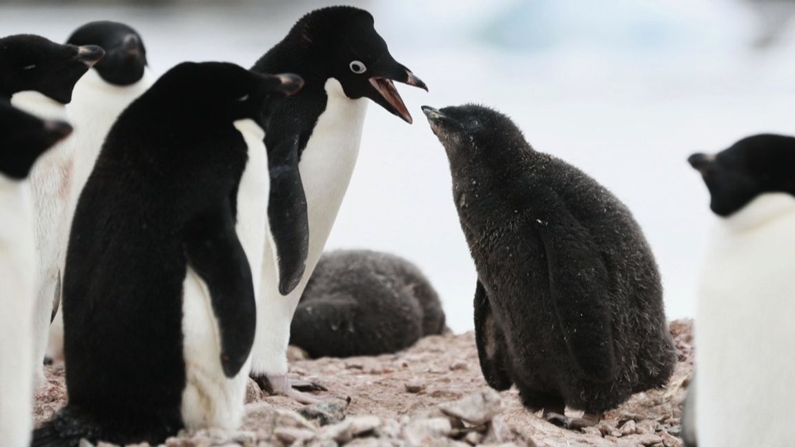 Adéliepingviner på Antarktis. Foto: AP/TT