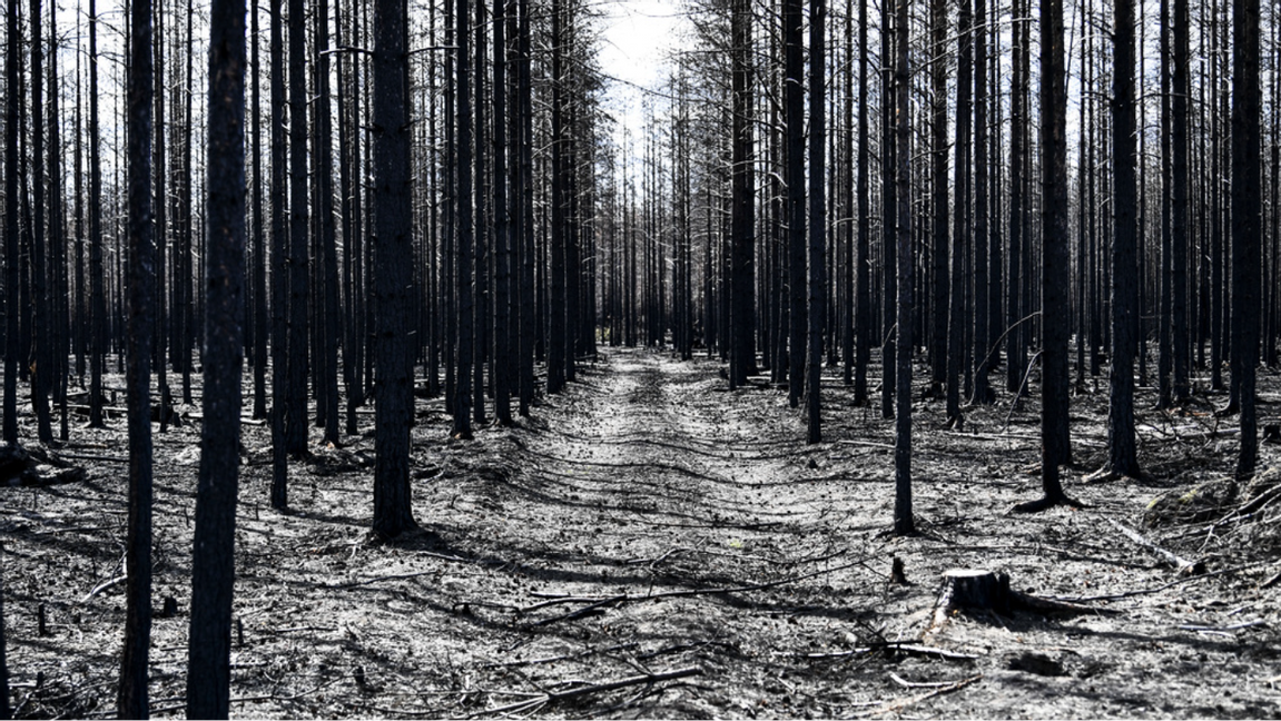 Grön politik. Foto: Pontus Lundahl/TT