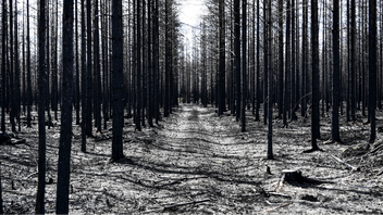 Grön politik. Foto: Pontus Lundahl/TT