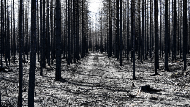 Grön politik. Foto: Pontus Lundahl/TT