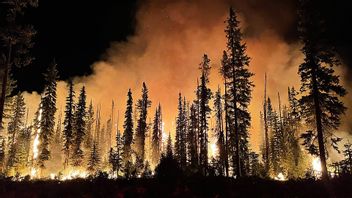 Gangerbild. Foto: U.S. Forest Service- Pacific Northwest Region