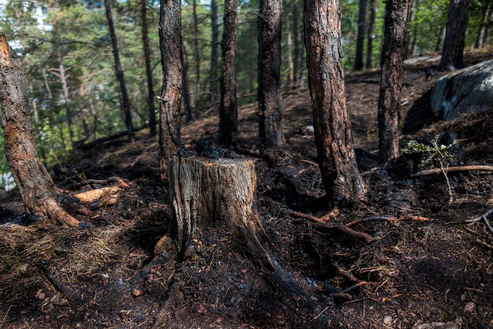 En ny utredning ska titta på om markägares äganderätt ska stärkas. Arkivbild. Foto: Magnus Lejhall/TT