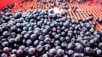 Att påstå att blåbär förbättrar synen kommer inte längre att vara tillåtet. Foto: Gorm Kallestad/TT