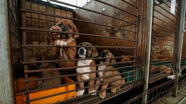 Hundar i en bur i en sydkoreansk hundfarm. Arkivbild. Foto: Ahn Young-joon/AP