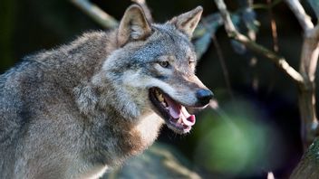 Arkivbild. Foto: Jonas Ekströmer/TT 
