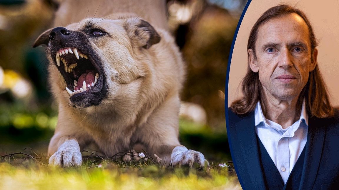 Varning för hunden. Foto: Alexas Fotos/Pexels