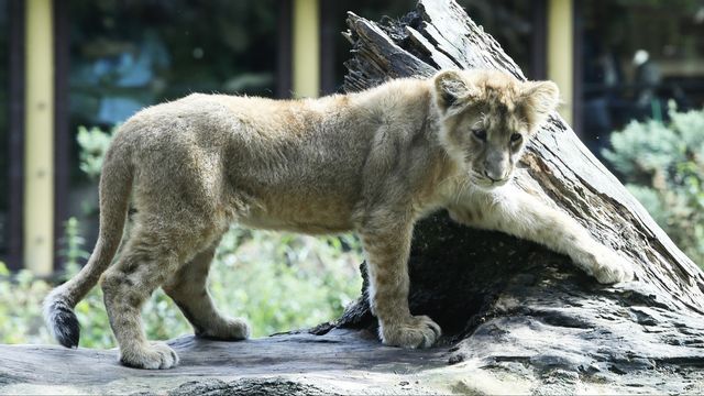 Ett lejon behövde i helgen avlivas på djurparken i Borås. Arkivbild från Aalborgs zoo. Foto: Terje Pedersen/NTB Scanpix/TT. 