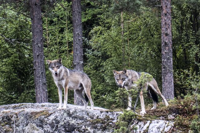 Regeringens nya förslag på referensvärde för varg är 170 djur. Arkivbild. Foto: Paul Kleiven/NTB/TT