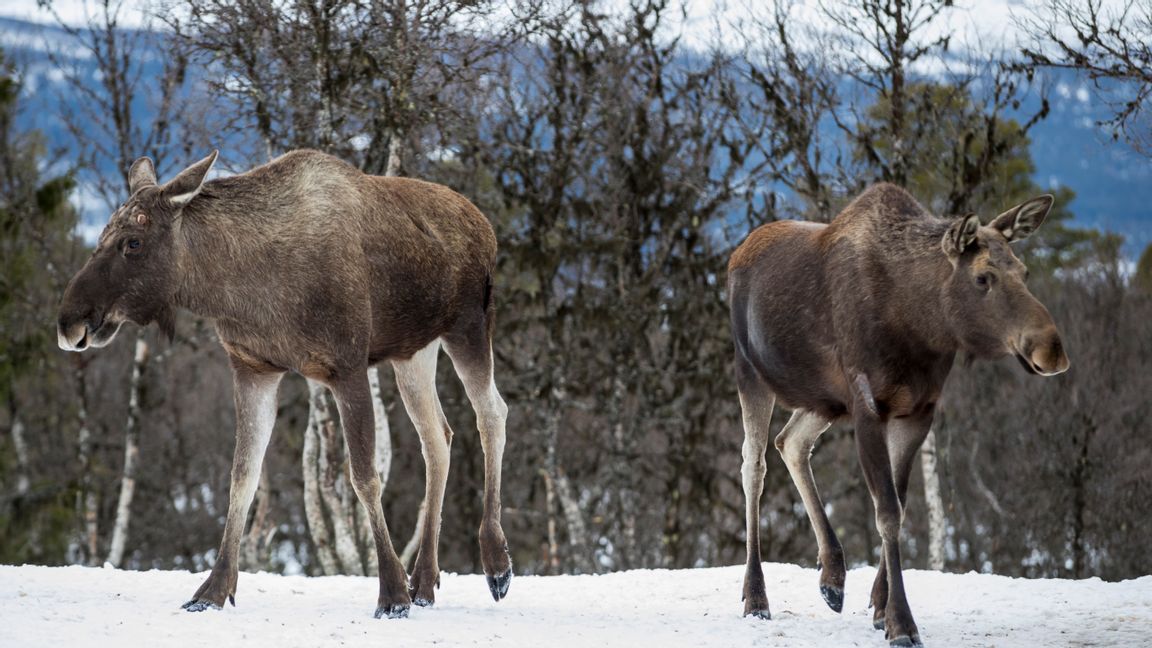 Ytterligare en älg med CWD funnen i Norge