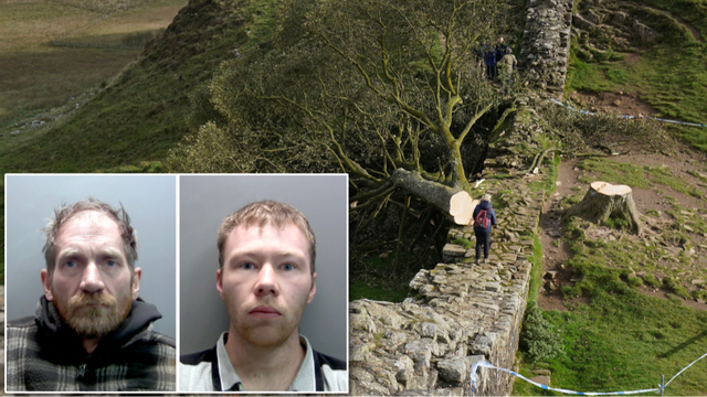 Daniel Graham, 39, och Adam Carruthers, 32, dömdes till över fyra års fängelse för att ha fällt det 150 år gamla Sycamore Gap-trädet vid Hadrians mur i norra England. Foto: Owen Humphreys/AP/TT