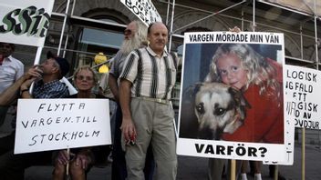 För att undvika protester gör regeringen en pytteliten justering av vargpolitiken precis före valet. De smyger ut beskedet för att inte reta Miljöpartiet och andra lobbyister. Foto: Jonas Ekströmmer/TT