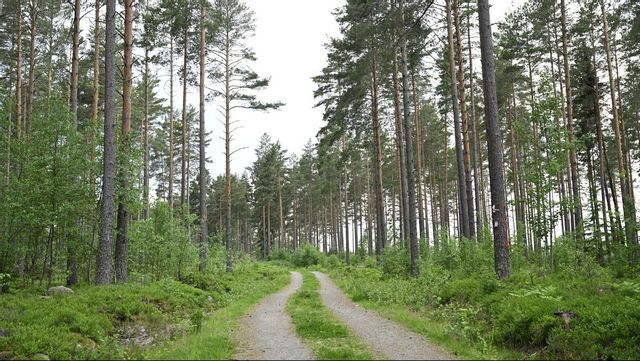 En kvinna har hittats död efter att hon varit försvunnen i tolv år. Arkivbild. Foto: FREDRIK SANDBERG/TT