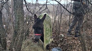 Bild: Faksimil Telegram/warhistoryalconafter