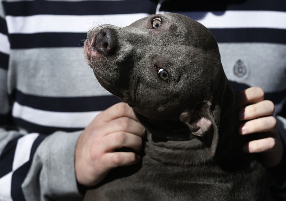 En annan – sannolikt oskyldig – pitbull i USA. Arkivbild från 2014. Orlin Wagner/AP/TT