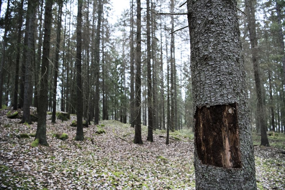 Skog angripen av granbarkborren.
Foto: Jessica Gow/TT