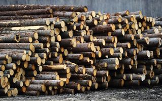 USA:s president Donald Trump överväger att införa tullar på virke och mejeriprodukter från Kanada. Arkivbild. Foto: Sean Kilpatrick/The Canadian Press/AP/TT