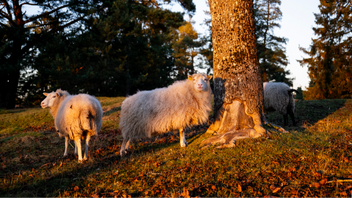 Rättssäkerheten bör även gälla djur. Foto: Christine Olsson/TT