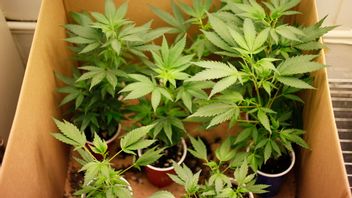 Foto: Eric Risberg/AP/TT