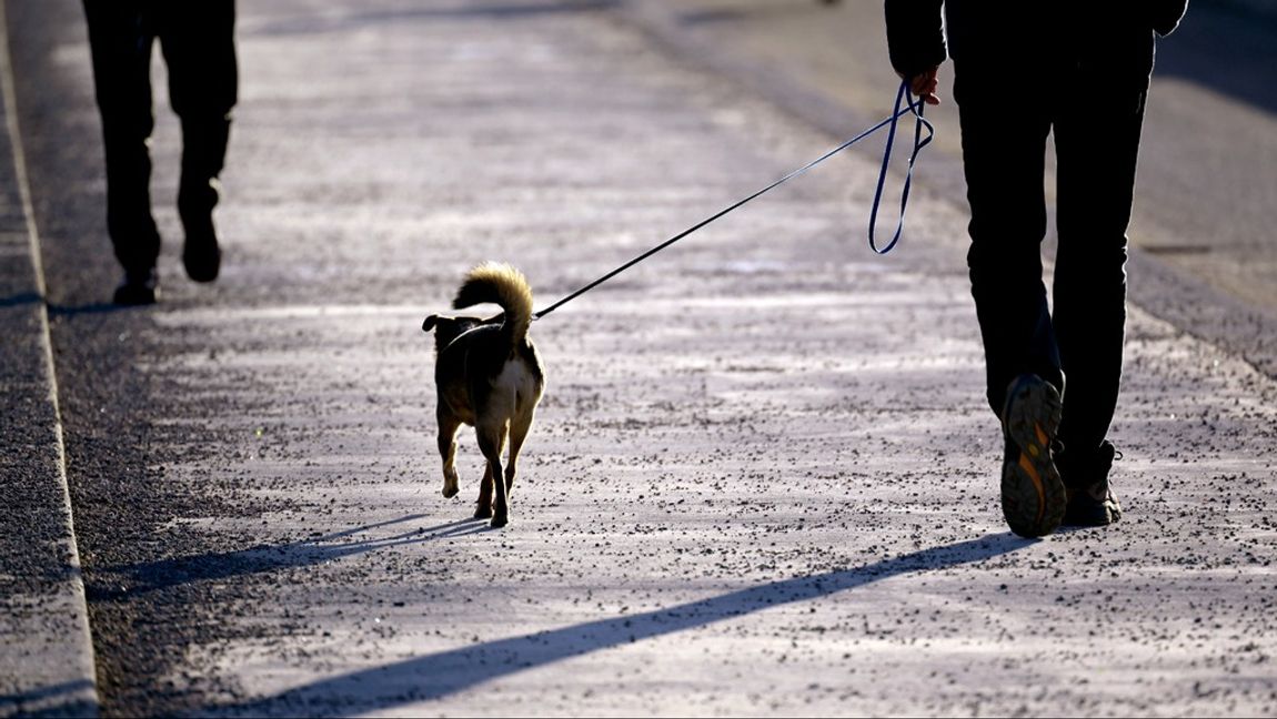 Frågan om vem som hade rätt till hunden fick avgöras i rätten. Arkivbild. Hunden på bilden har ingenting med händelsen att göra. Foto: JANERIK HENRIKSSON/TT