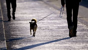 Frågan om vem som hade rätt till hunden fick avgöras i rätten. Arkivbild. Hunden på bilden har ingenting med händelsen att göra. Foto: JANERIK HENRIKSSON/TT