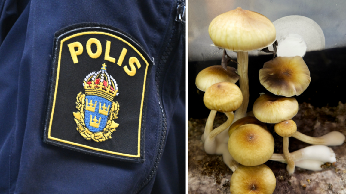 Genrebild. Enligt polisutredningen tjänade familjen miljontals på narkotikaklassade svampar. Foto: Claudio Bresciani/Craig Mitchelldyer/AP/TT