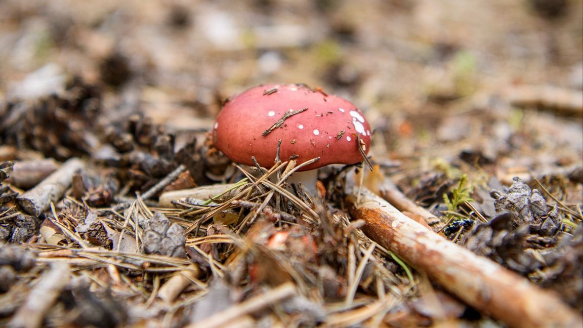 FHM vill narkotikaklassa ett ämne som finns naturligt i flugsvamp. Foto: Oscar Olsson/TT
