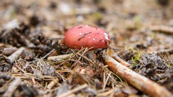 FHM vill narkotikaklassa ett ämne som finns naturligt i flugsvamp. Foto: Oscar Olsson/TT