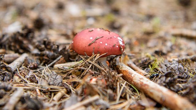 FHM vill narkotikaklassa ett ämne som finns naturligt i flugsvamp. Foto: Oscar Olsson/TT
