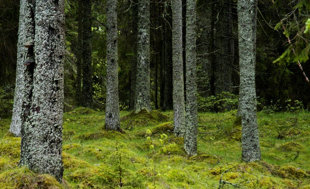 66 gamla handgranater har hittats i ett skogsområde i Jönköping. Skogsområdet på bilden har inget med skogsområdet i artikeln att göra. Arkivbild. Hasse Holmberg/TT