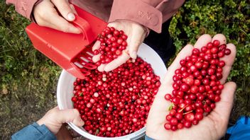 Skogens röda guld. Foto: Gorm Kallestad / TT