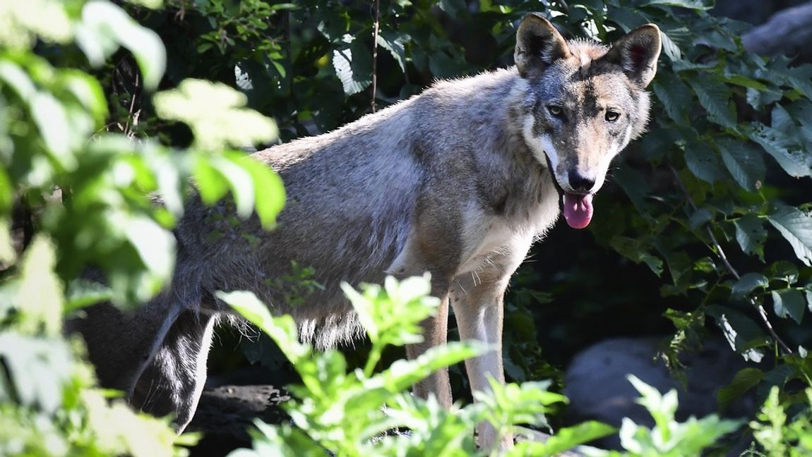 Ut ur slyn vid vägkanten kom en varg. Foto: Jonas Ekströmer/TT