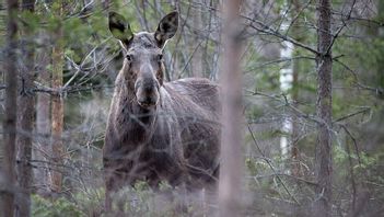 Foto: Bengt-Erice/CC BY 4.0