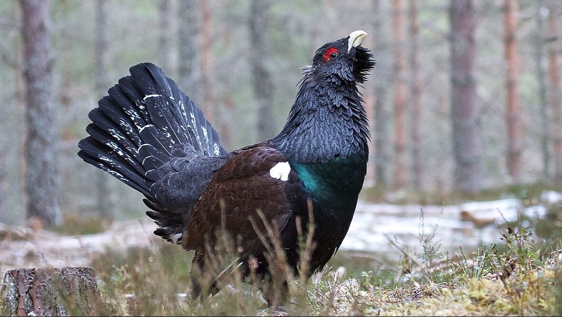Tjädern försenar SSAB:s gröna miljardprojekt i Oxelösund. Foto: Simon Bailey (CC BY 2.0)